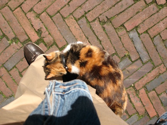 Very cosy cuddly cat climbing me in Groningen, Netherlands.